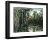 Florida - View of Pond Lilies and Hanging Moss-Lantern Press-Framed Art Print