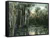 Florida - View of Pond Lilies and Hanging Moss-Lantern Press-Framed Stretched Canvas