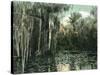 Florida - View of Pond Lilies and Hanging Moss-Lantern Press-Stretched Canvas