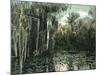 Florida - View of Pond Lilies and Hanging Moss-Lantern Press-Mounted Art Print