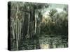 Florida - View of Pond Lilies and Hanging Moss-Lantern Press-Stretched Canvas