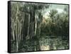 Florida - View of Pond Lilies and Hanging Moss-Lantern Press-Framed Stretched Canvas