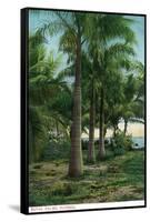 Florida - View of Royal Palms-Lantern Press-Framed Stretched Canvas