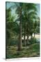 Florida - View of Royal Palms-Lantern Press-Stretched Canvas