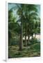 Florida - View of Royal Palms-Lantern Press-Framed Art Print