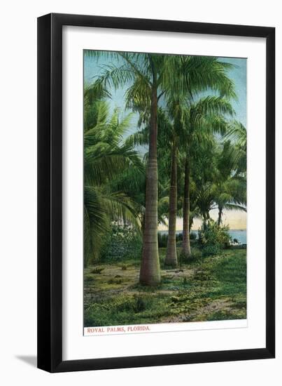 Florida - View of Royal Palms-Lantern Press-Framed Art Print