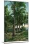 Florida - View of Royal Palms-Lantern Press-Mounted Art Print