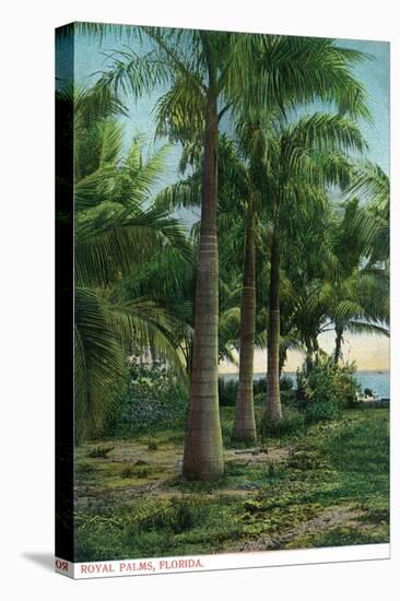 Florida - View of Royal Palms-Lantern Press-Stretched Canvas