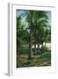 Florida - View of Royal Palms-Lantern Press-Framed Art Print