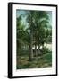 Florida - View of Royal Palms-Lantern Press-Framed Art Print