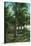 Florida - View of Royal Palms-Lantern Press-Stretched Canvas