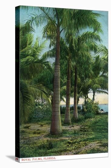 Florida - View of Royal Palms-Lantern Press-Stretched Canvas