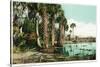 Florida - View of Swamps and Palms-Lantern Press-Stretched Canvas