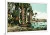Florida - View of Swamps and Palms-Lantern Press-Framed Art Print