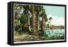 Florida - View of Swamps and Palms-Lantern Press-Framed Stretched Canvas