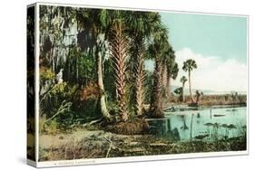 Florida - View of Swamps and Palms-Lantern Press-Stretched Canvas