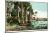 Florida - View of Swamps and Palms-Lantern Press-Mounted Art Print