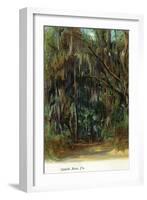 Florida - View of Trees with Spanish Moss-Lantern Press-Framed Art Print