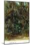 Florida - View of Trees with Spanish Moss-Lantern Press-Mounted Art Print