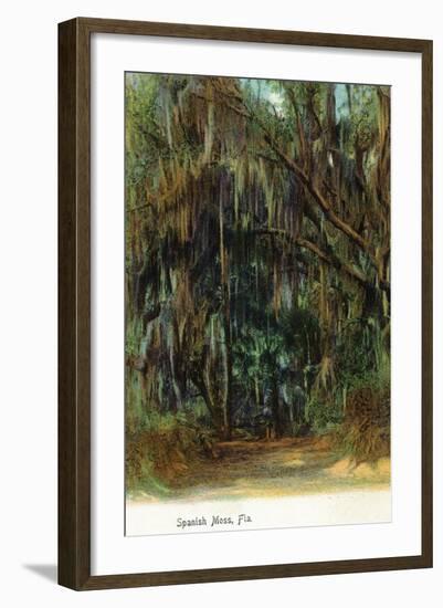 Florida - View of Trees with Spanish Moss-Lantern Press-Framed Art Print