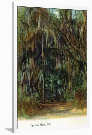 Florida - View of Trees with Spanish Moss-Lantern Press-Framed Art Print