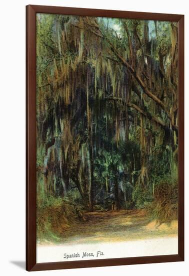 Florida - View of Trees with Spanish Moss-Lantern Press-Framed Art Print