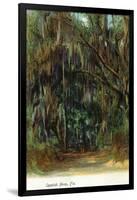 Florida - View of Trees with Spanish Moss-Lantern Press-Framed Art Print