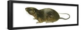 Florida Water Rat (Neofiber Alleni), Mammals-Encyclopaedia Britannica-Framed Poster