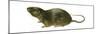 Florida Water Rat (Neofiber Alleni), Mammals-Encyclopaedia Britannica-Mounted Poster