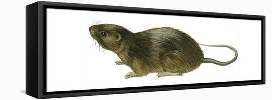 Florida Water Rat (Neofiber Alleni), Mammals-Encyclopaedia Britannica-Framed Stretched Canvas