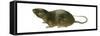 Florida Water Rat (Neofiber Alleni), Mammals-Encyclopaedia Britannica-Framed Stretched Canvas