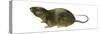 Florida Water Rat (Neofiber Alleni), Mammals-Encyclopaedia Britannica-Stretched Canvas