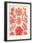 Floridae-Ernst Haeckel-Framed Art Print