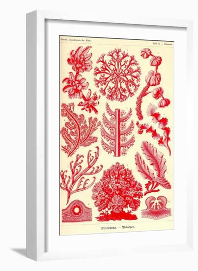 Floridae-Ernst Haeckel-Framed Art Print