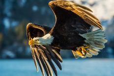 American Bald Eagle with Wings Spread and Perched on Branch against Background of Alaskan Kenai Reg-FloridaStock-Photographic Print
