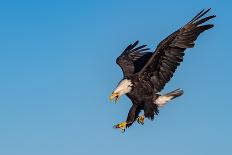 American Bald Eagle Catching a Fish in Alaskan Waters-FloridaStock-Photographic Print