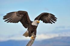 American Bald Eagle Catching a Fish in Alaskan Waters-FloridaStock-Photographic Print