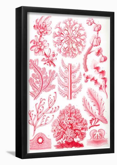 Florideae Nature Art Print Poster by Ernst Haeckel-null-Framed Poster