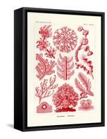 Florideae or Rhodophyceae, 1899-1904-null-Framed Stretched Canvas