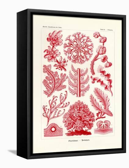 Florideae or Rhodophyceae, 1899-1904-null-Framed Stretched Canvas