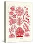 Florideae or Rhodophyceae, 1899-1904-null-Stretched Canvas