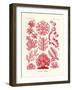 Florideae or Rhodophyceae, 1899-1904-null-Framed Giclee Print