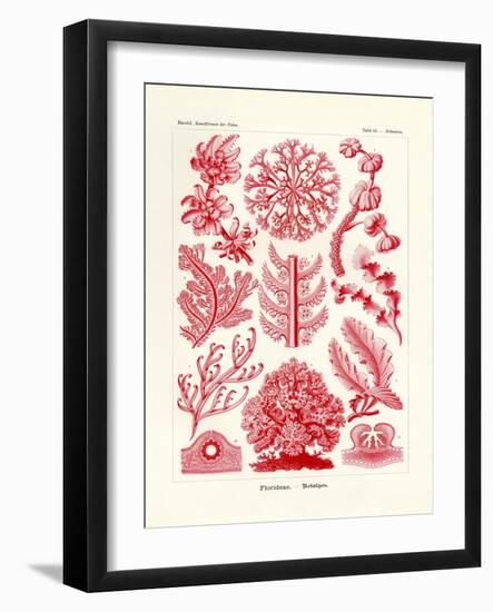 Florideae or Rhodophyceae, 1899-1904-null-Framed Giclee Print