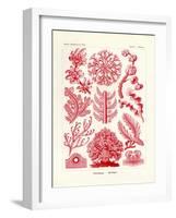 Florideae or Rhodophyceae, 1899-1904-null-Framed Giclee Print