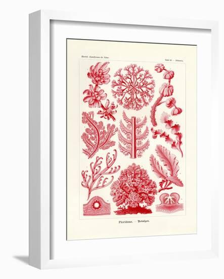 Florideae or Rhodophyceae, 1899-1904-null-Framed Giclee Print