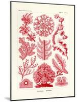 Florideae or Rhodophyceae, 1899-1904-null-Mounted Giclee Print