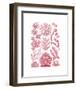 Florideae-Ernst Haeckel-Framed Art Print