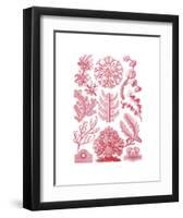 Florideae-Ernst Haeckel-Framed Art Print