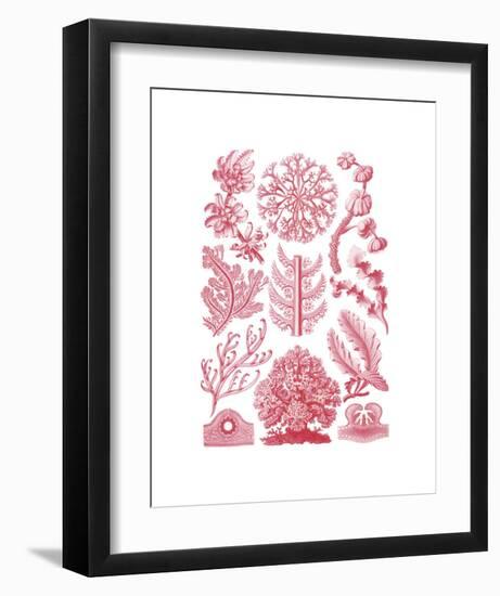 Florideae-Ernst Haeckel-Framed Art Print