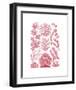 Florideae-Ernst Haeckel-Framed Art Print